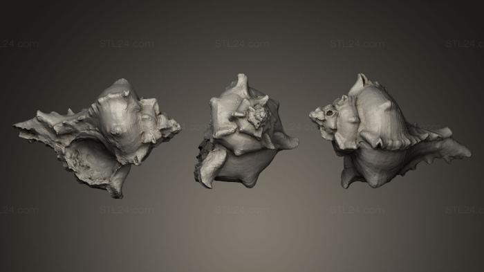 Miscellaneous figurines and statues (Seashell, STKR_0392) 3D models for cnc